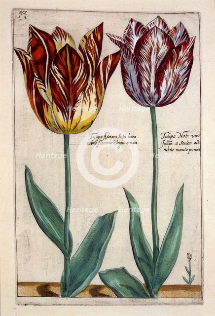 Tulipa Adriani Bilsi and Tulipa Nob viri Johan a Seulen,  c.1614.