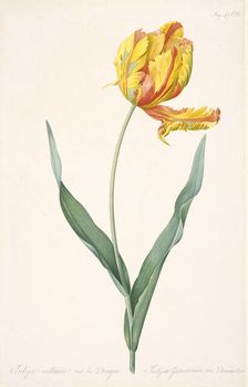 Tulipa Gesneriana var. Dracontia (Parrot Tulip) , 1816. Creator: Redouté, Pierre-Joseph (1759-1840)