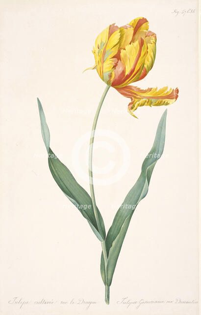Tulipa Gesneriana var. Dracontia (Parrot Tulip) , 1816. Creator: Redouté, Pierre-Joseph (1759-1840).