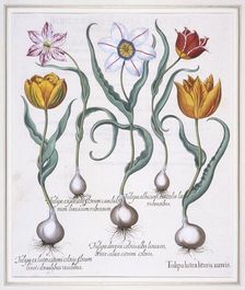 Tulipa Lutea Lituris Aureis, (Broken yellow sylvestris-type tulip), 1613. Creator: Basil Besler