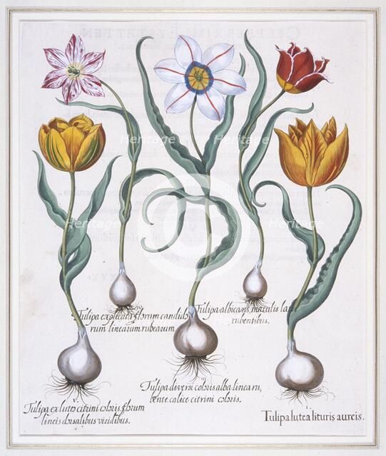 Tulipa Lutea Lituris Aureis, (Broken yellow sylvestris-type tulip), 1613. Creator: Basil Besler.