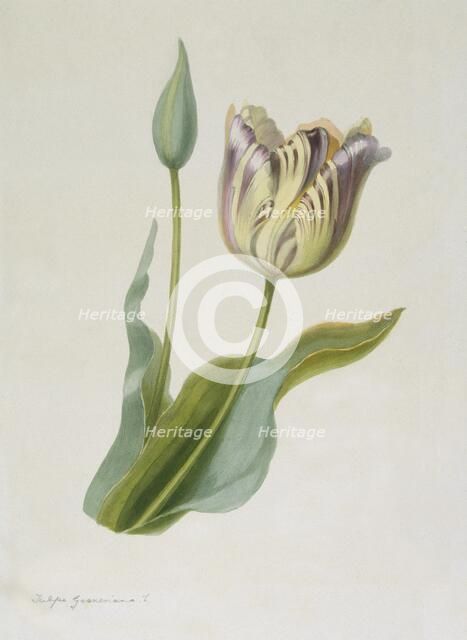 Tulipa, (Tulip), c1840-1880. Creator: Pauline Girardin.