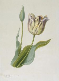 Tulipa, (Tulip), c1840-1880. Creator: Pauline Girardin