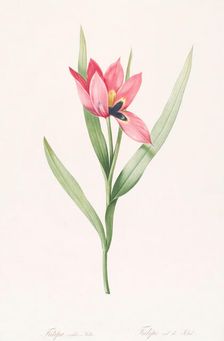 Tulipe Oeil de Soleil, 1802-1816. Creator: De Gouy
