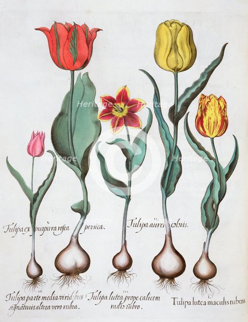 Tulips, 1613. Creator: Unknown.