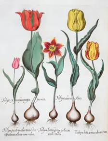 Tulips, 1613. Creator: Unknown