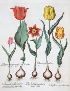 Tulips, 1613. Creator: Unknown