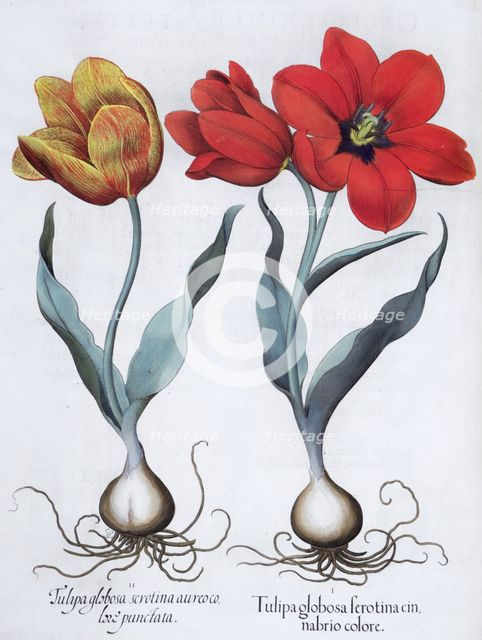 Tulips, 1613. Creator: Unknown.