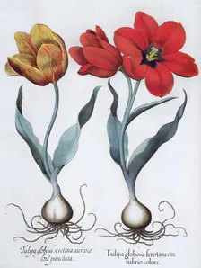 Tulips, 1613. Creator: Unknown