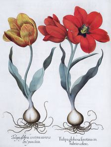 Tulips, 1613. Creator: Unknown
