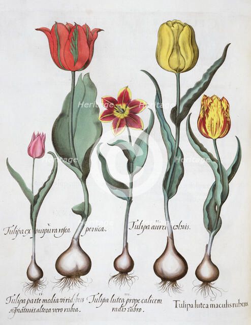 Tulips, 1613. Artist: Unknown