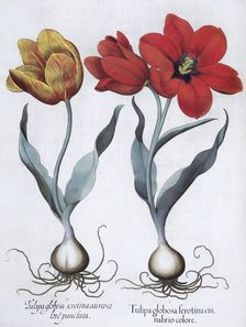 Tulips, 1613
