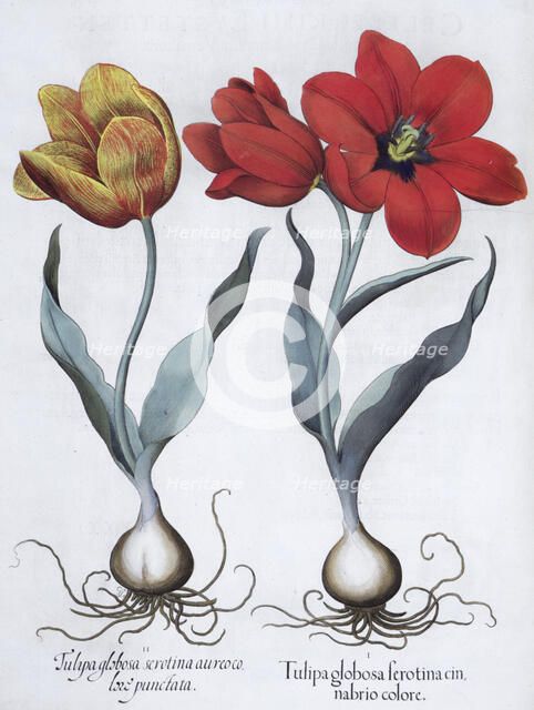 Tulips, 1613. Artist: Unknown