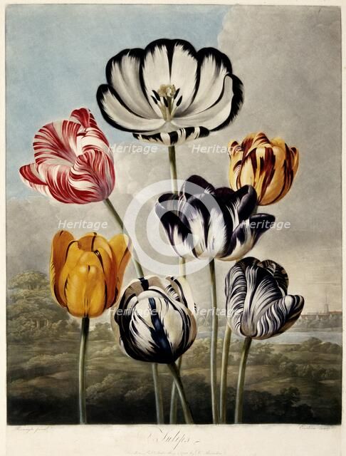 'Tulips', 1798.  Creator: Philip Reinagle.