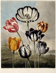 Tulips 1798. Creator: Philip Reinagle
