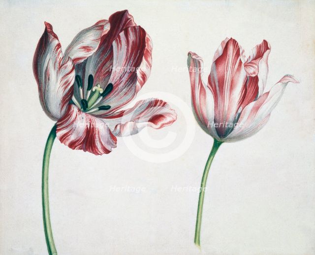 Tulips.
