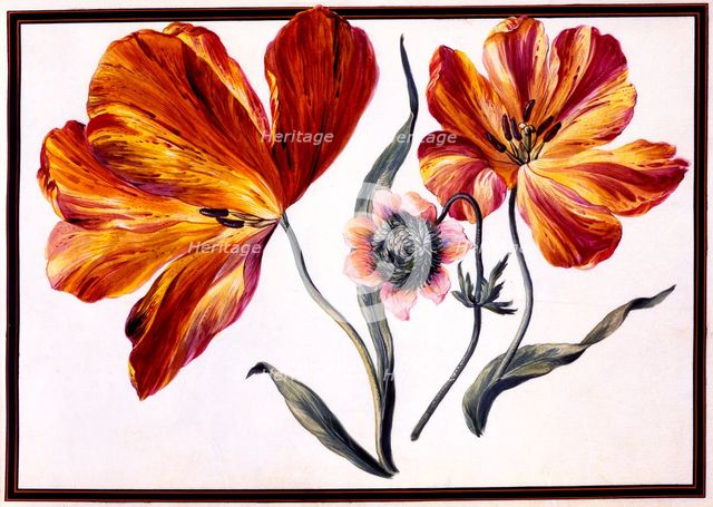 Tulips and Anenome, c. 1690.