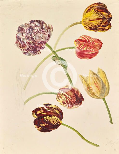 Tulips, around 1840/1850. Creator: Leopold von Stoll.