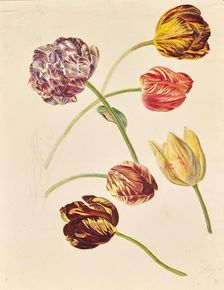 Tulips, around 1840/1850. Creator: Leopold von Stoll