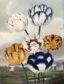 Tulips c1802-1821, (1948). Creator: Thomas Baxter