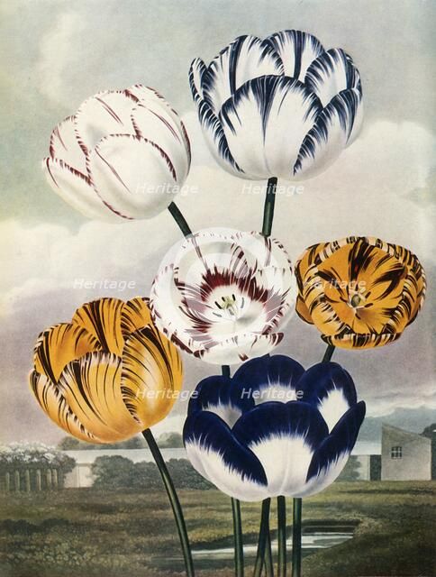 'Tulips', c1802-1821, (1948).  Creator: Thomas Baxter.
