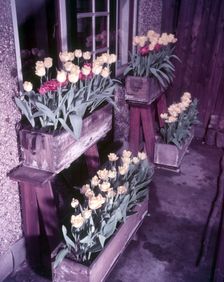 Tulips, c1955. Creator: Arthur Charles Kirby Ware
