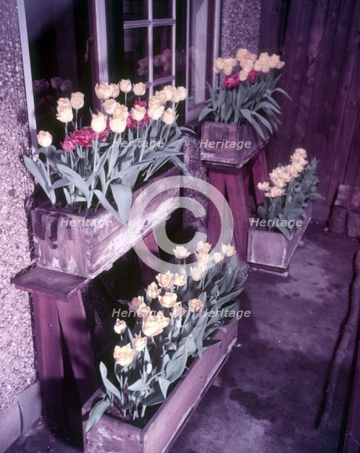 Tulips, c1955. Creator: Arthur Charles Kirby Ware.