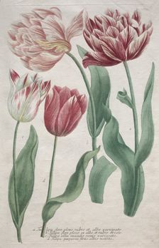 Tulips. Creator: Bartholomaus Seutter (German, 1678-1754); Johann Jakob Haid (German, 1704-1767)