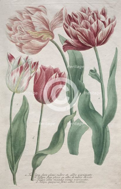 Tulips. Creator: Bartholomaus Seutter (German, 1678-1754); Johann Jakob Haid (German, 1704-1767).