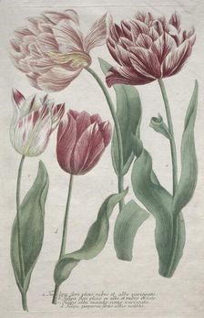 Tulips. Creator: Bartholomaus Seutter (German, 1678-1754); Johann Jakob Haid (German, 1704-1767)