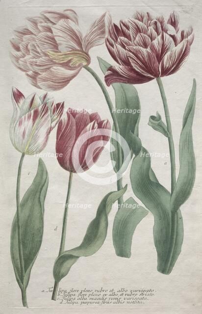 Tulips. Creator: Bartholomaus Seutter (German, 1678-1754); Johann Jakob Haid (German, 1704-1767).