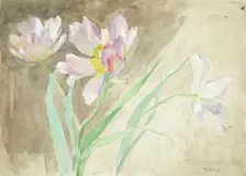 Tulips. Creator: Maria Wiik