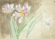 Tulips. Creator: Maria Wiik