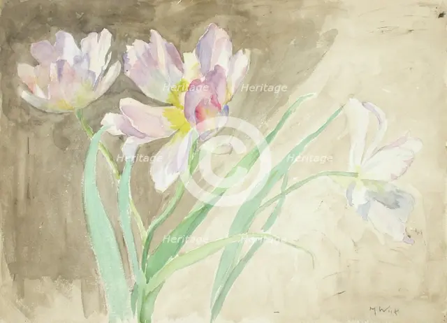 Tulips. Creator: Maria Wiik.