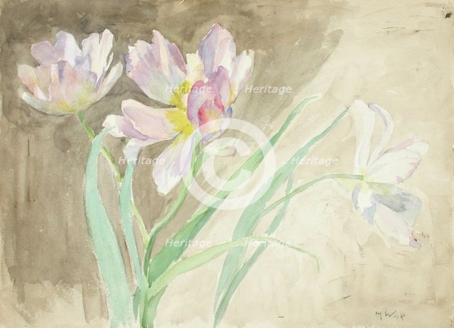 Tulips. Creator: Maria Wiik.
