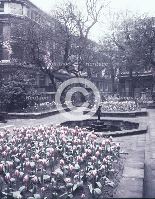 Tulips in the garden of the Drapers' Hall, City of London, c1953. Creator: Arthur Charles Kirby Ware.