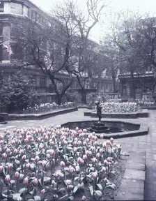 Tulips in the garden of the Drapers Hall, City of London, c1953. Creator: Arthur Charles Kirby Ware