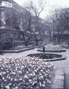 Tulips in the garden of the Drapers Hall, City of London, c1953. Creator: Arthur Charles Kirby Ware