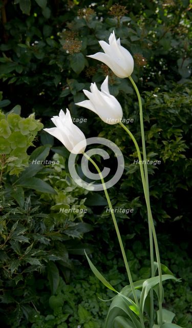 Tulips, Walmer Castle, Walmer, Dover, Kent, 2011. Creator: Peter Williams.
