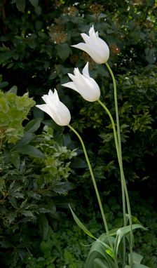 Tulips, Walmer Castle, Walmer, Dover, Kent, 2011. Creator: Peter Williams