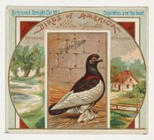 Tumbler Pigeon, from the Birds of America series (N37) for Allen & Ginter Cigarettes, 1888. Creator: Allen & Ginter