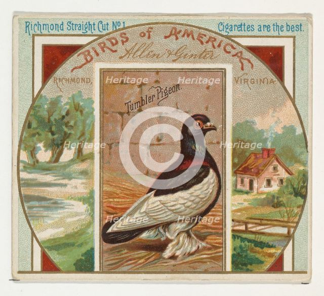 Tumbler Pigeon, from the Birds of America series (N37) for Allen & Ginter Cigarettes, 1888. Creator: Allen & Ginter.