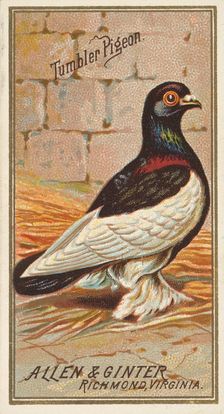 Tumbler Pigeon, from the Birds of America series (N4) for Allen & Ginter Cigarettes Brands, 1888. Creator: Allen & Ginter