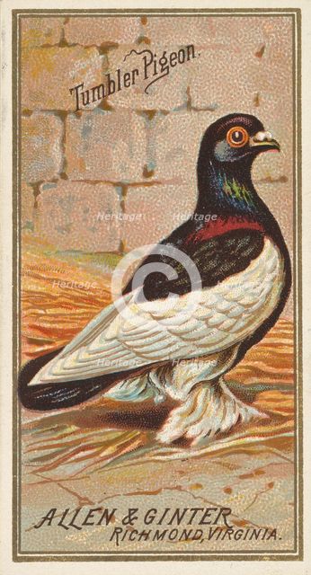 Tumbler Pigeon, from the Birds of America series (N4) for Allen & Ginter Cigarettes Brands, 1888. Creator: Allen & Ginter.