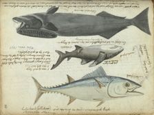 Tuna (Thunnus thynnus), shark (Carcharodon carcharias) and remora (Echeneidae), 1788. Creator: Jan Brandes
