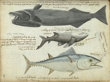 Tuna (Thunnus thynnus), shark (Carcharodon carcharias) and remora (Echeneidae), 1788. Creator: Jan Brandes