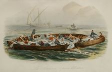Tuna fishing, 1856. Creator: Edouard Travies