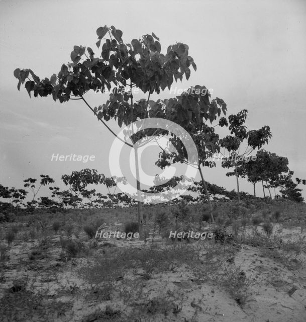 Tung oil grove near Mossy Head, Florida, 1937. Creator: Dorothea Lange.