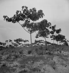 Tung oil grove near Mossy Head, Florida, 1937. Creator: Dorothea Lange