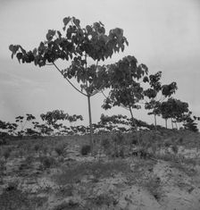 Tung oil grove near Mossy Head, Florida, 1937. Creator: Dorothea Lange